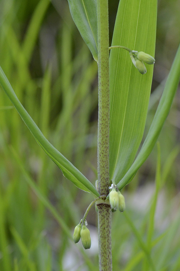 Polygonatum verticillatum (L.) All.